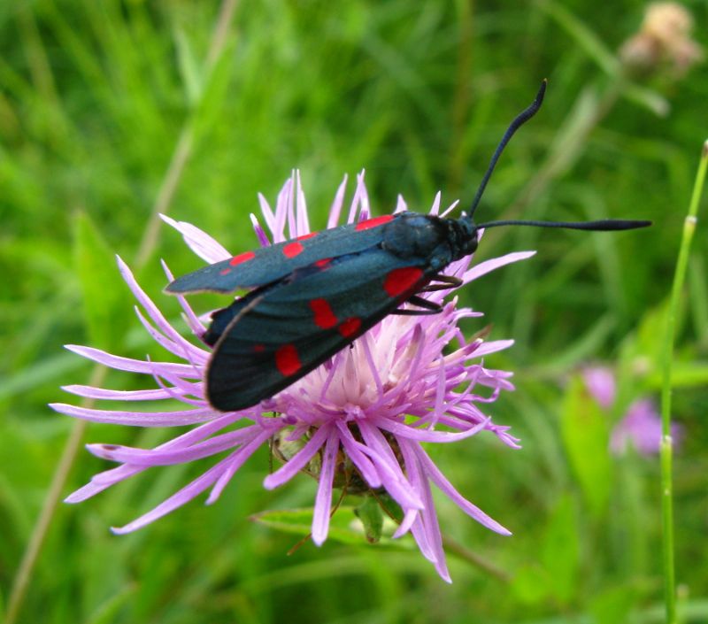 Zygaena filipendulae?... Zygaena filipendulae